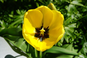  チューリップ　黄色　花芯　春　花壇　雌蕊　花春　ガーデニング 