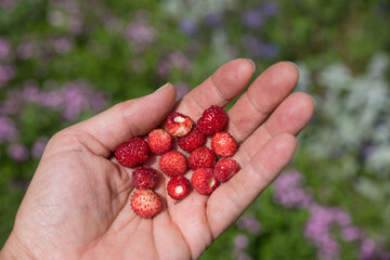 womans hand with picked wild strawberries, blurry garden background with pink flowers