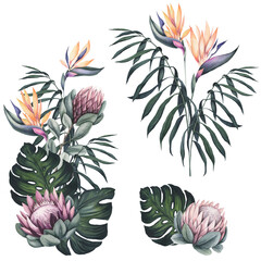 Set of Watercolor Bouquets with Tropical Leaves, Monstera and Protea Flowers