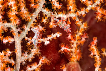 A picture of a pygmy seahorse