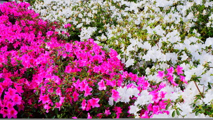 Azalea blooming pink and purple spring flowers. Gardening