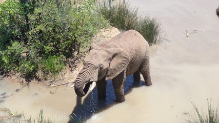 African Elephant