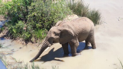African Elephant