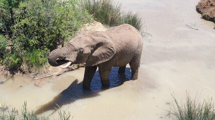 African Elephant