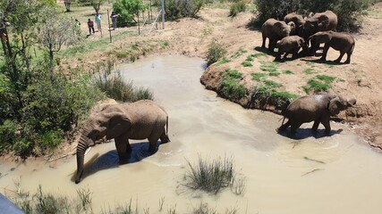 African Elephant
