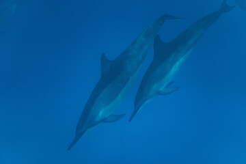 Hawaiian Bottlenose Dolphin Pod
