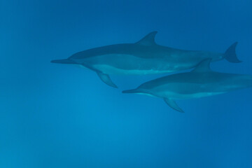 Hawaiian Bottlenose Dolphin Pod