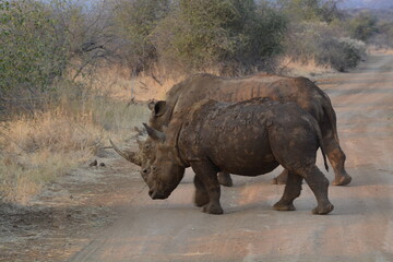 White Rhino with Horn