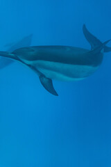 Obraz premium Hawaiian Bottlenose Dolphin Pod