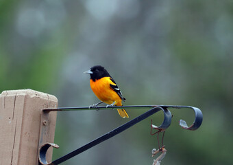 A brightly colored Baltimore Oriole of orange and black sits on a hanging pot hanger.