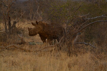 White Rhino with Horn
