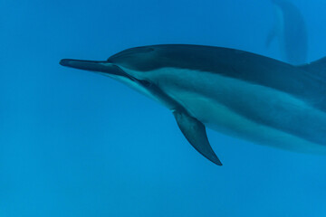Hawaiian Bottlenose Dolphin Pod