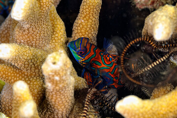 A beautiful picture of a mandarin fish