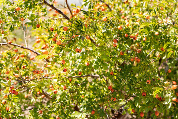 Rose hips on the bushes in the form of an abstract background