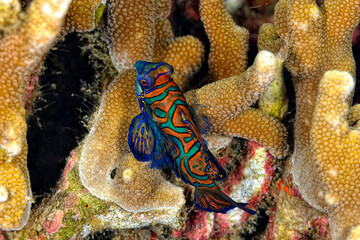 A beautiful picture of a mandarin fish