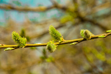 Fluffy green pussy willow bud flowering branch close up on blurred spring abstract natural background. Close up. Selective focus. Copy space.