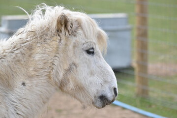 Horses and Donkeys at the animal sanctuary.