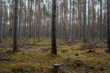 Latvian forest with lots of pine trees and some strains in the spring after rain