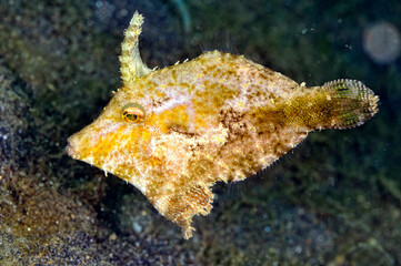 A picture of a slender filefish