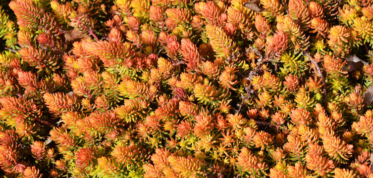  'Angelina' stonecrop (Sedum rupestre 'Angelina') is a perennial, evergreen plant with succulent foliage that forms a low-growing mat.