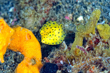 A picture of a box fish