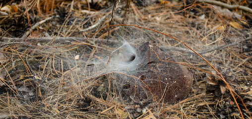 Spider web. Spider nest hole. Selective focus. Funnel weaving spider deep inside her tunnel