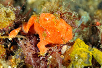 A picture of a frog fish