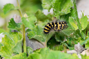 Close up of Acronicta dentinosa on the green leaf