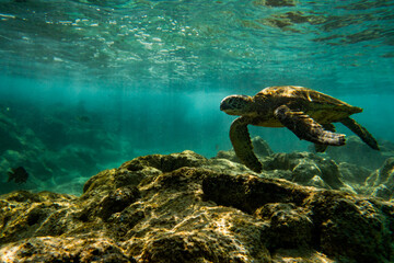 Hawaiian Green Sea Turtle 