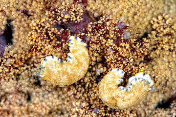 The beautiful colors of nudibranches
