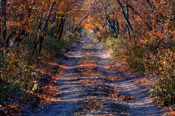 Scenic view of a old road through autumn trees
