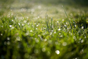 Lichtspiel auf der Wiese