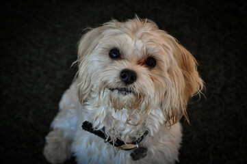 Close up of poodle mixed breed face, little white dog, shaggy small dog, white dog face, white dog portrait