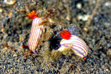 The beautiful colors of nudibranches