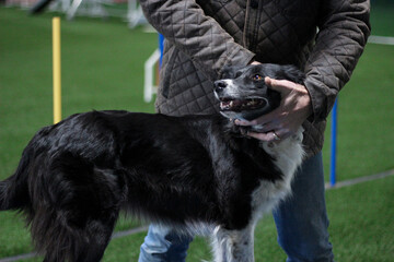 Border Collie getting a chiropractic adjustment, canine chiropractic, dog body work, neck...