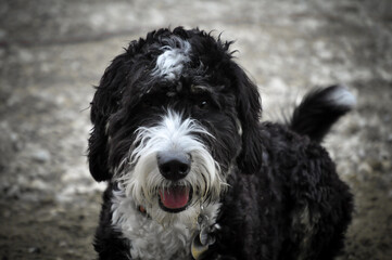 Bernedoodle face looking at the camera, Bernedoodle up close, doodle mix, large dog, curly coat, groomed dog, black and white fur, Bernerdoodle, fluffy dog, dog looking at camera