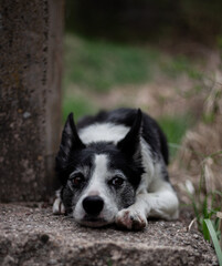 Border collie laying on concrete and looking into the distance, Border collie up close, posed dog, dog looking away, senior dog, dog in nature