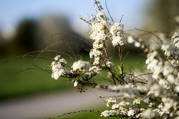 Strauch mit weißen Blüten