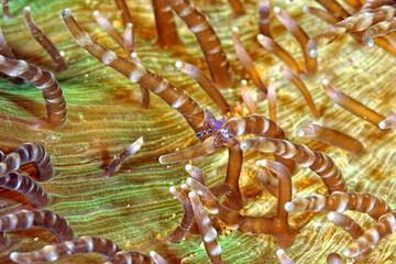 A picture of a Cleaner shrimp