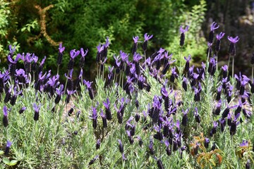 Pleasant fragrance Lavender is known as the "Queen of herbs".