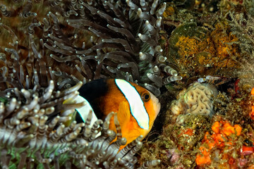 Fototapeta na wymiar An anemone and it's Clown fish
