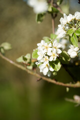 Weiße Birnenbaumblüten