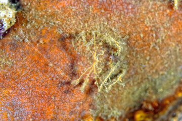 A picture of a spider crab