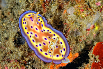 Fototapeta na wymiar The beautiful colors of nudibranches