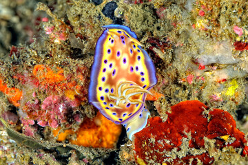 The beautiful colors of nudibranches