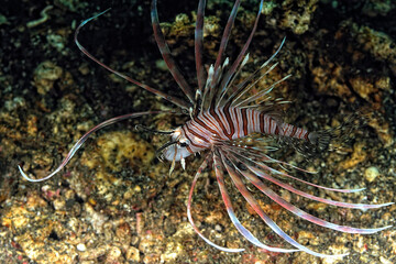 A picture of a common lionfish
