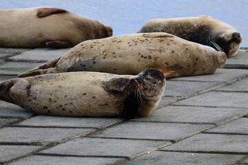 common seal