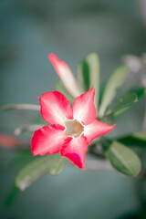 Pink Javanese Orchid Flower with bokeh background.
