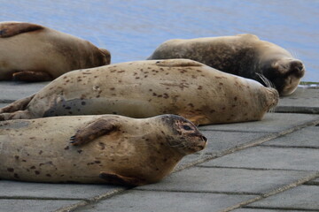 common seal