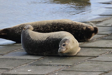 common seal